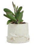 Mini Çiçek Saksı Küçük Sukulent Beyaz Kaktüs Saksısı Deniz Yıldızlı Kabuklu Model
